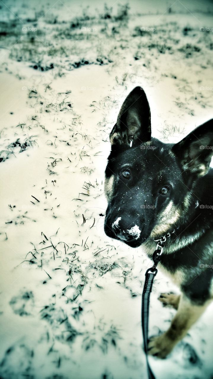 German Shepherd Loves Snow
