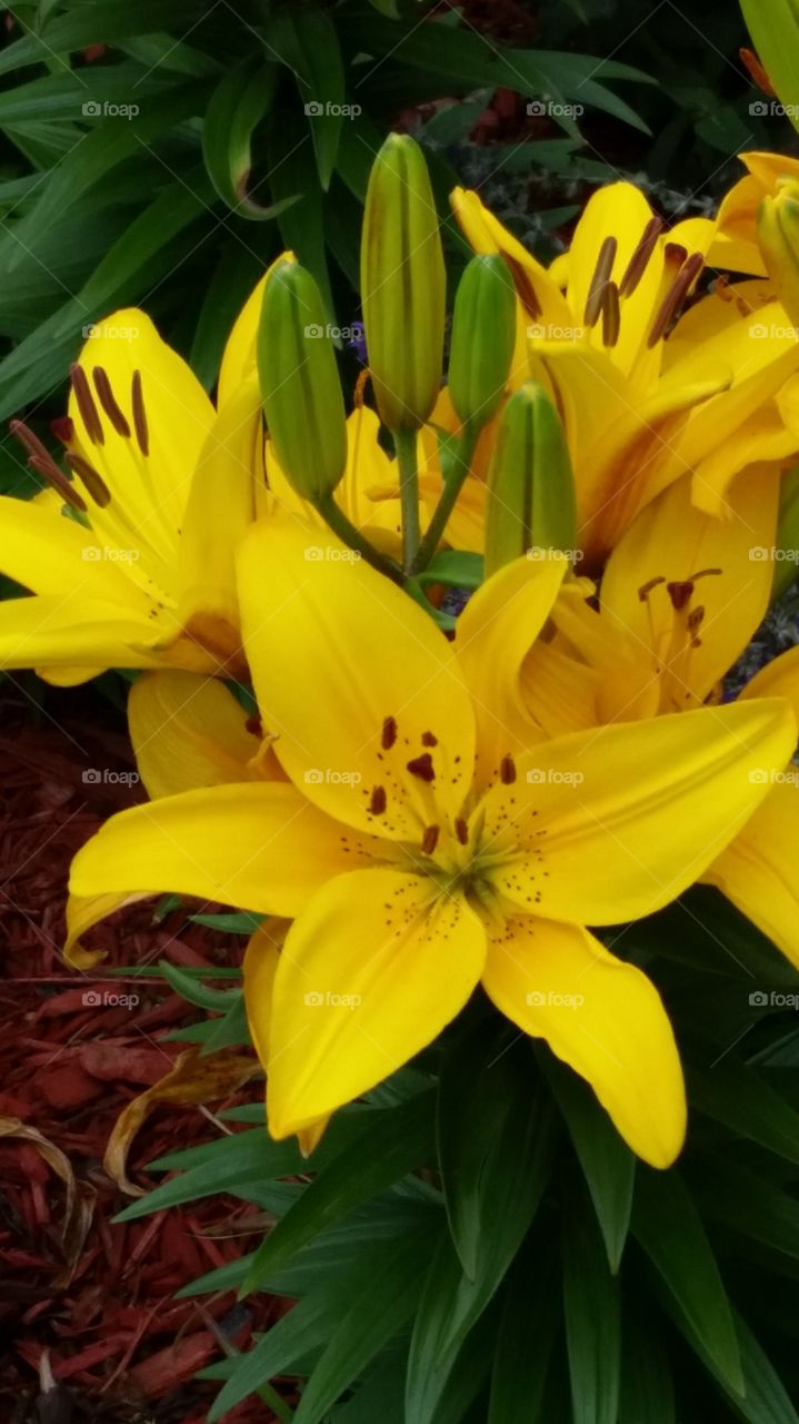 yellow lily