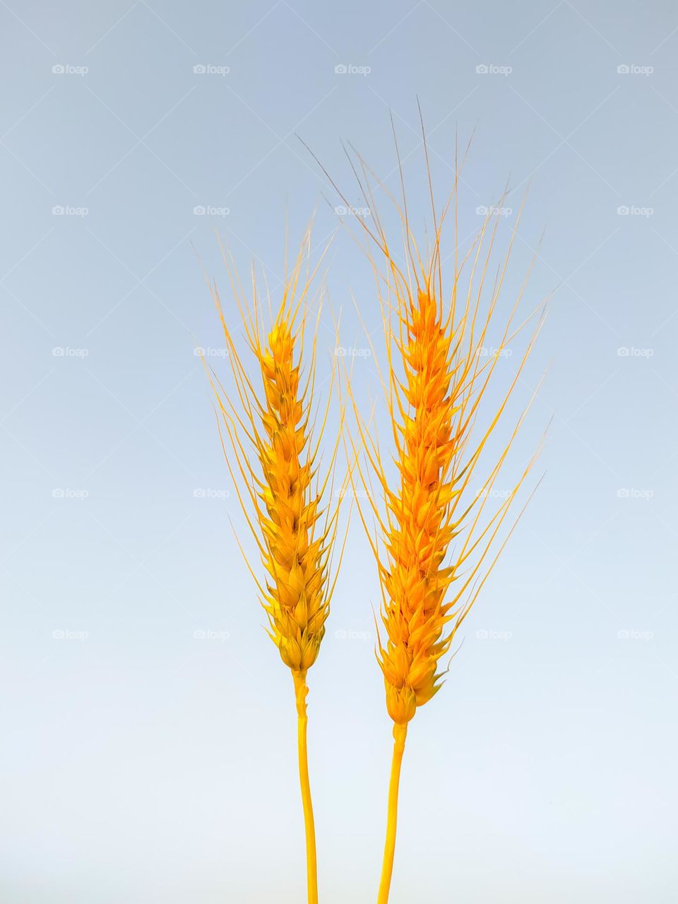 wheat ears spikelets with grains. Realistic oat bunch ,yellow sereals for backery,four production image. whole stalks , organic vegetarian food packaging element