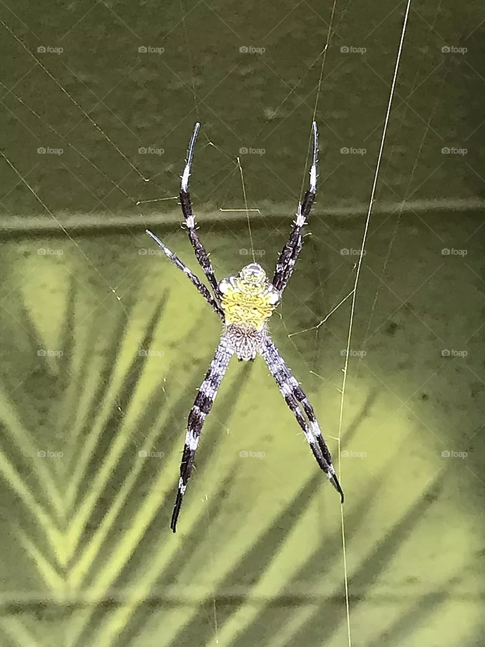 Maui orbweaver or garden spider