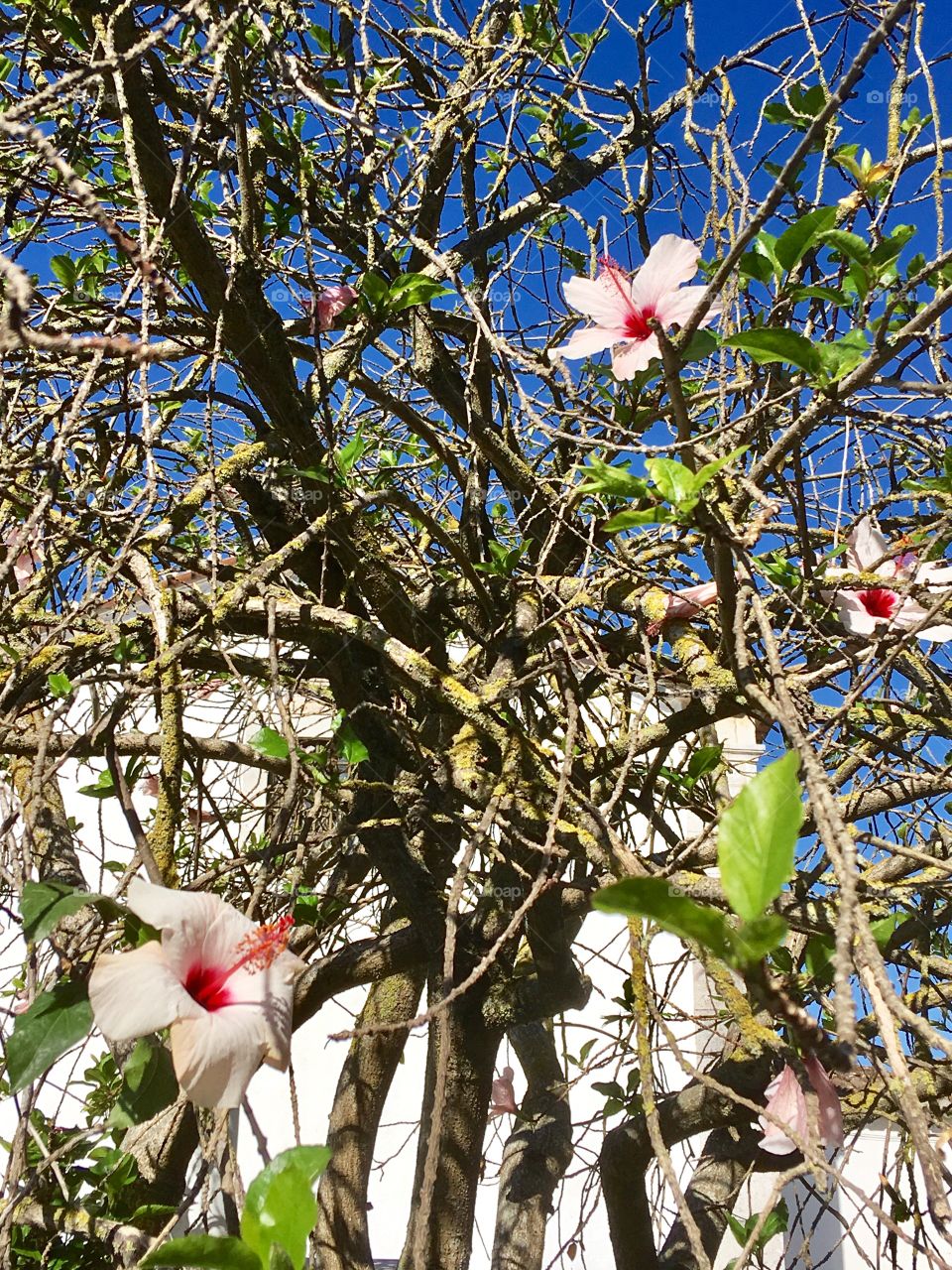 Flower tree 