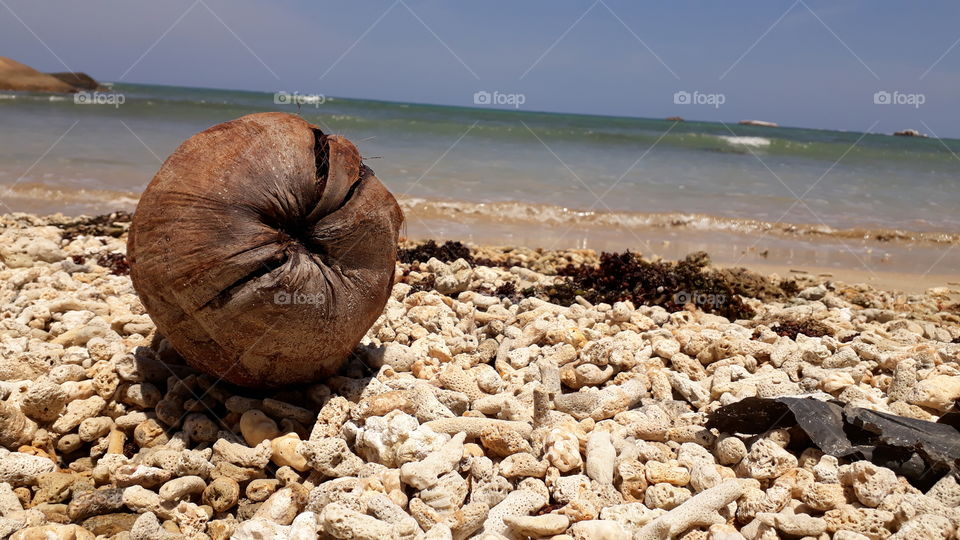Coconut flakes in kalkuda beech from sri lanka.