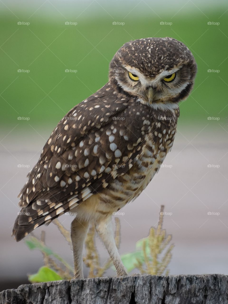 owl