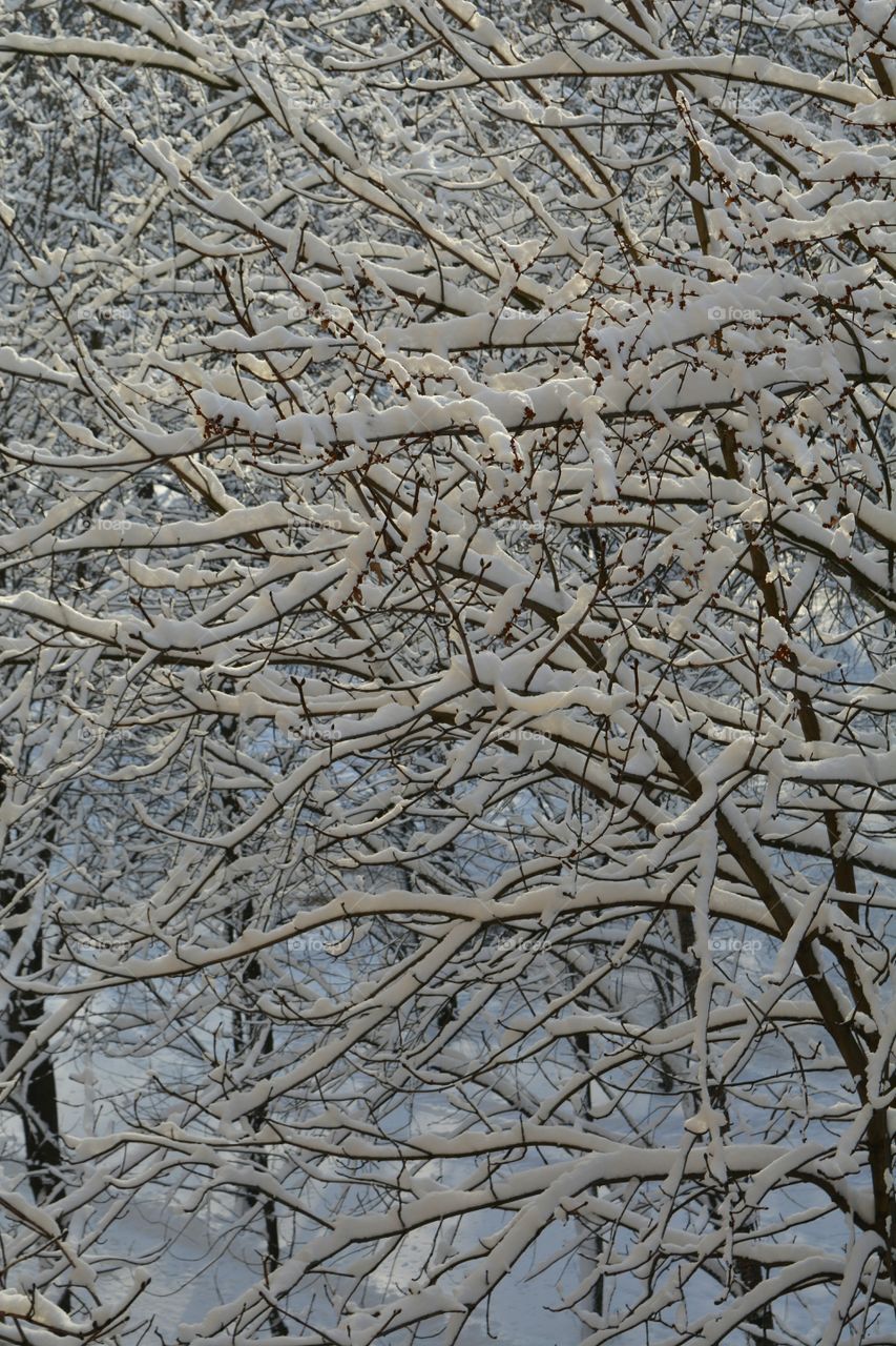 Frost, Desktop, Winter, Wood, Tree