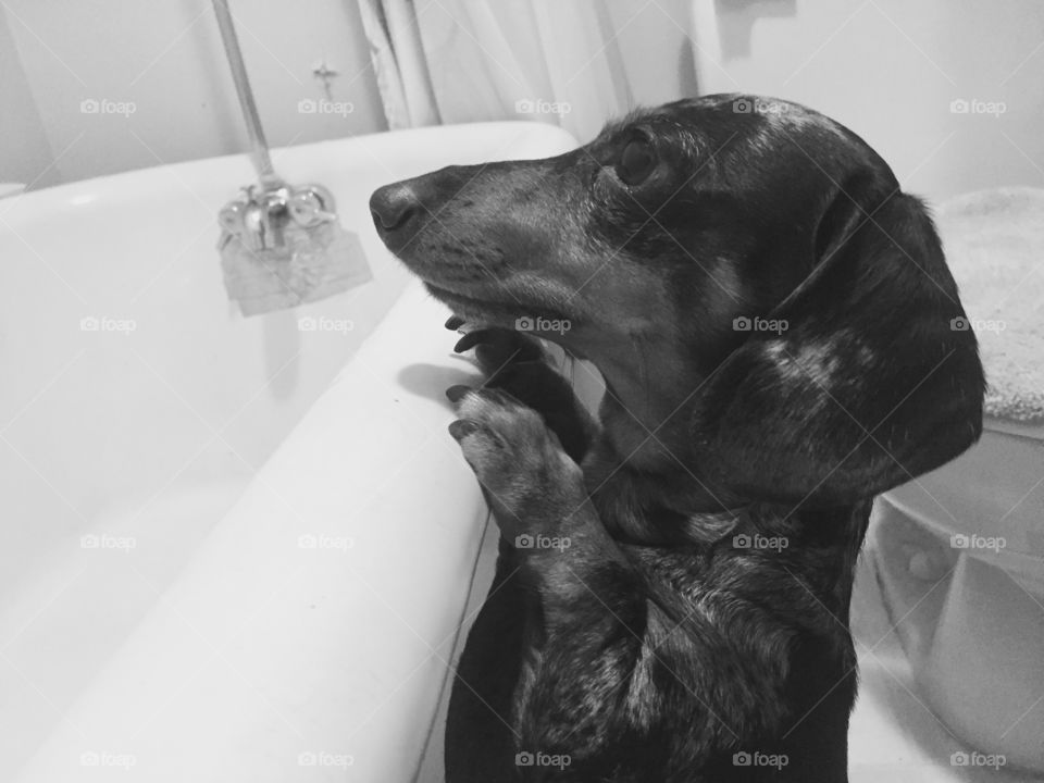 Mima the mini dachshund wanting a bath