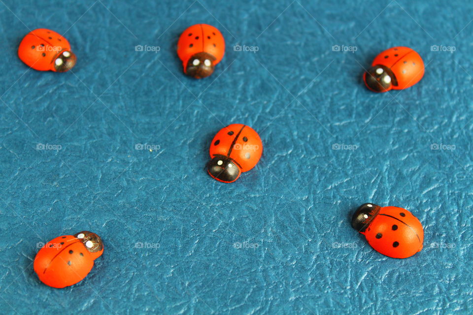 lady bug