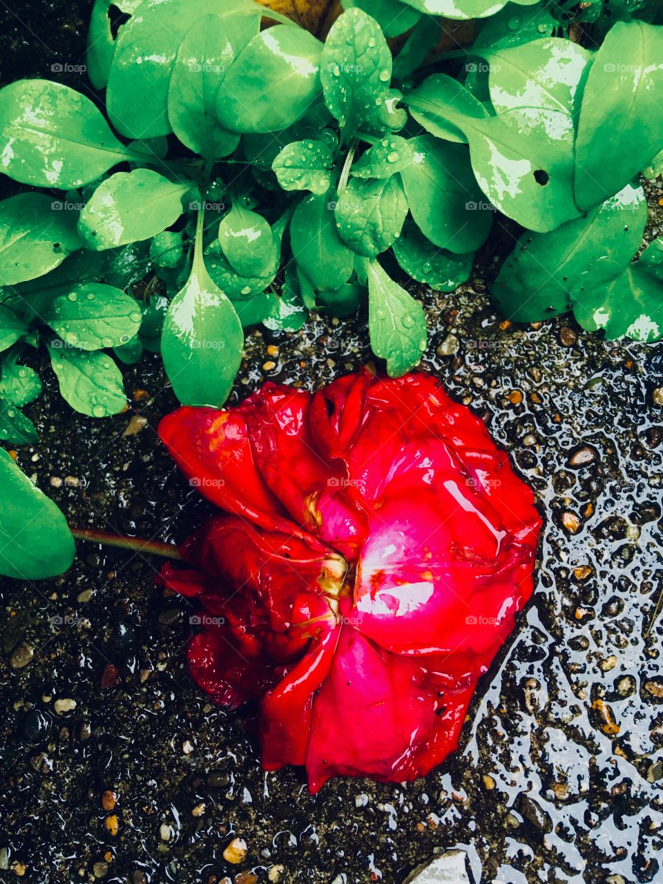 A rose on the floor, next to life growing from the concrete. A deep contrast of colours between the red and the green. 