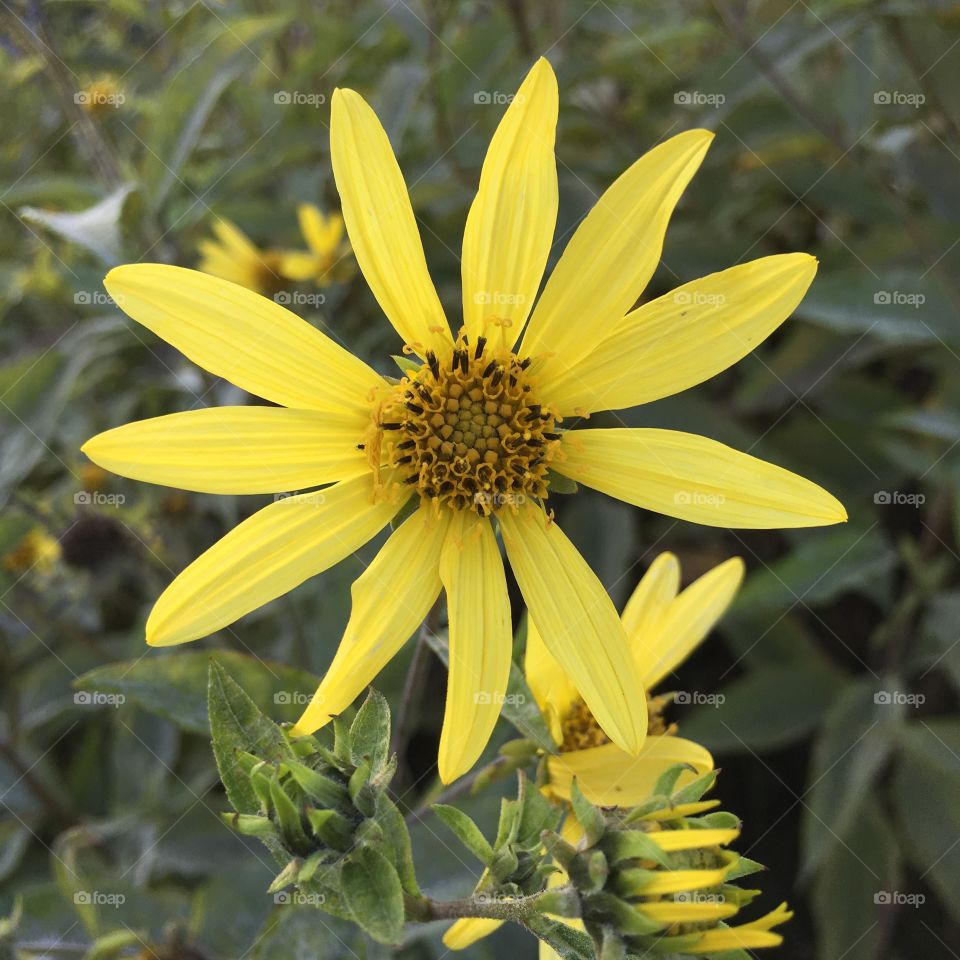 Yellow flower in evening light 