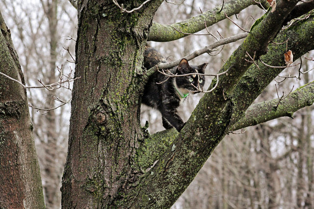 Cats