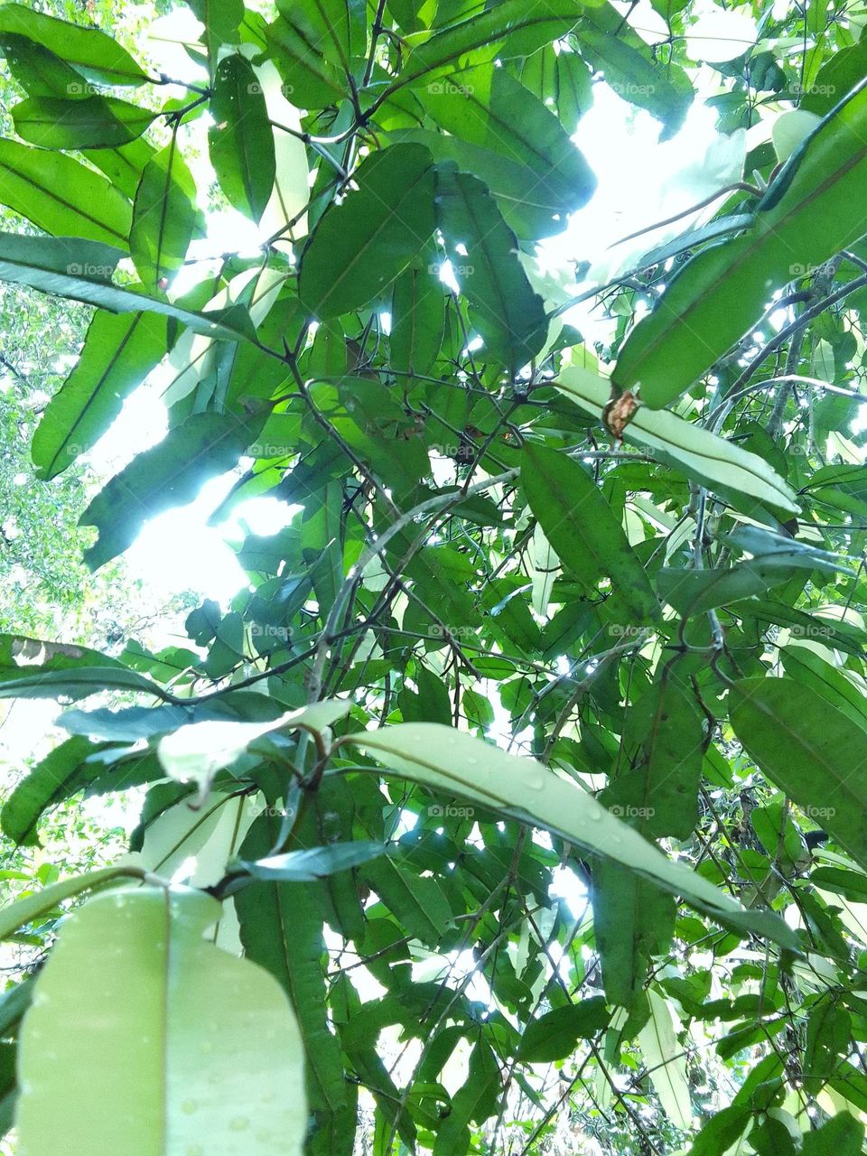 Doba kiena(දොබ කීන)
kanneliya forest