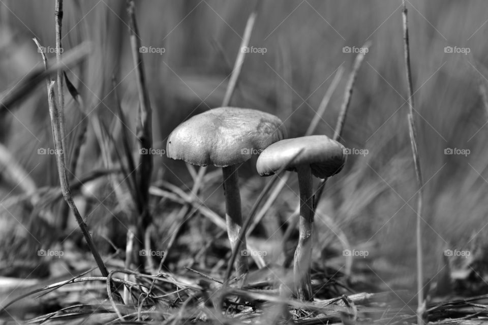 black and white mushrooms