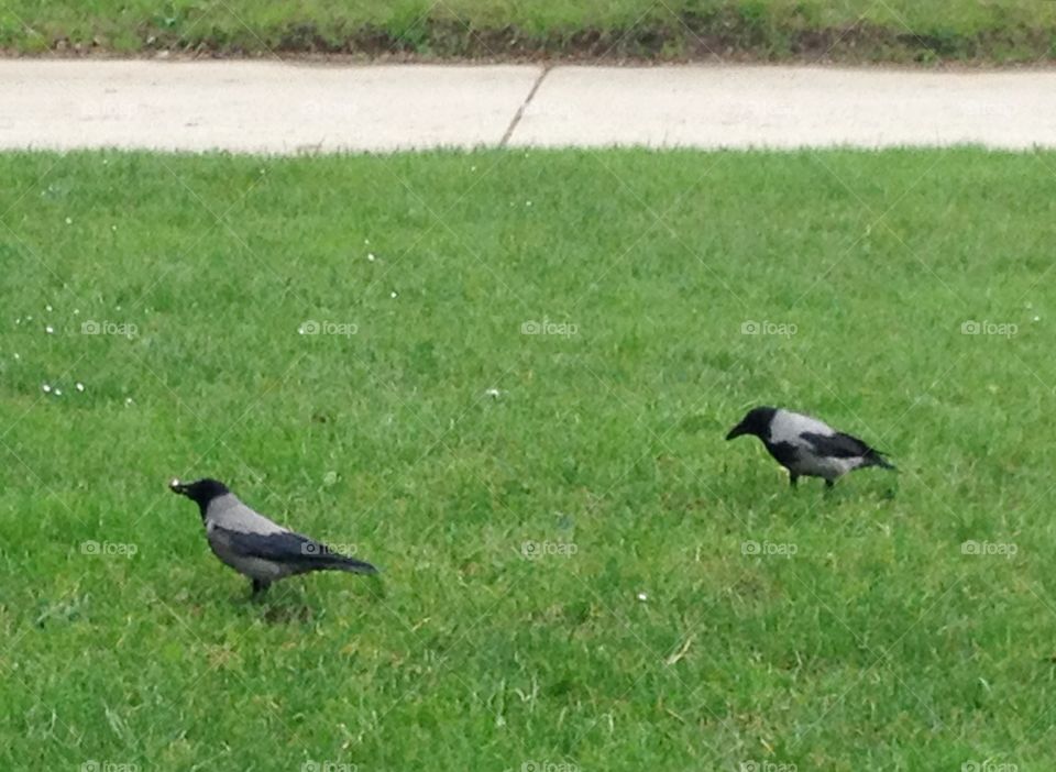 Two Crows on the Grass