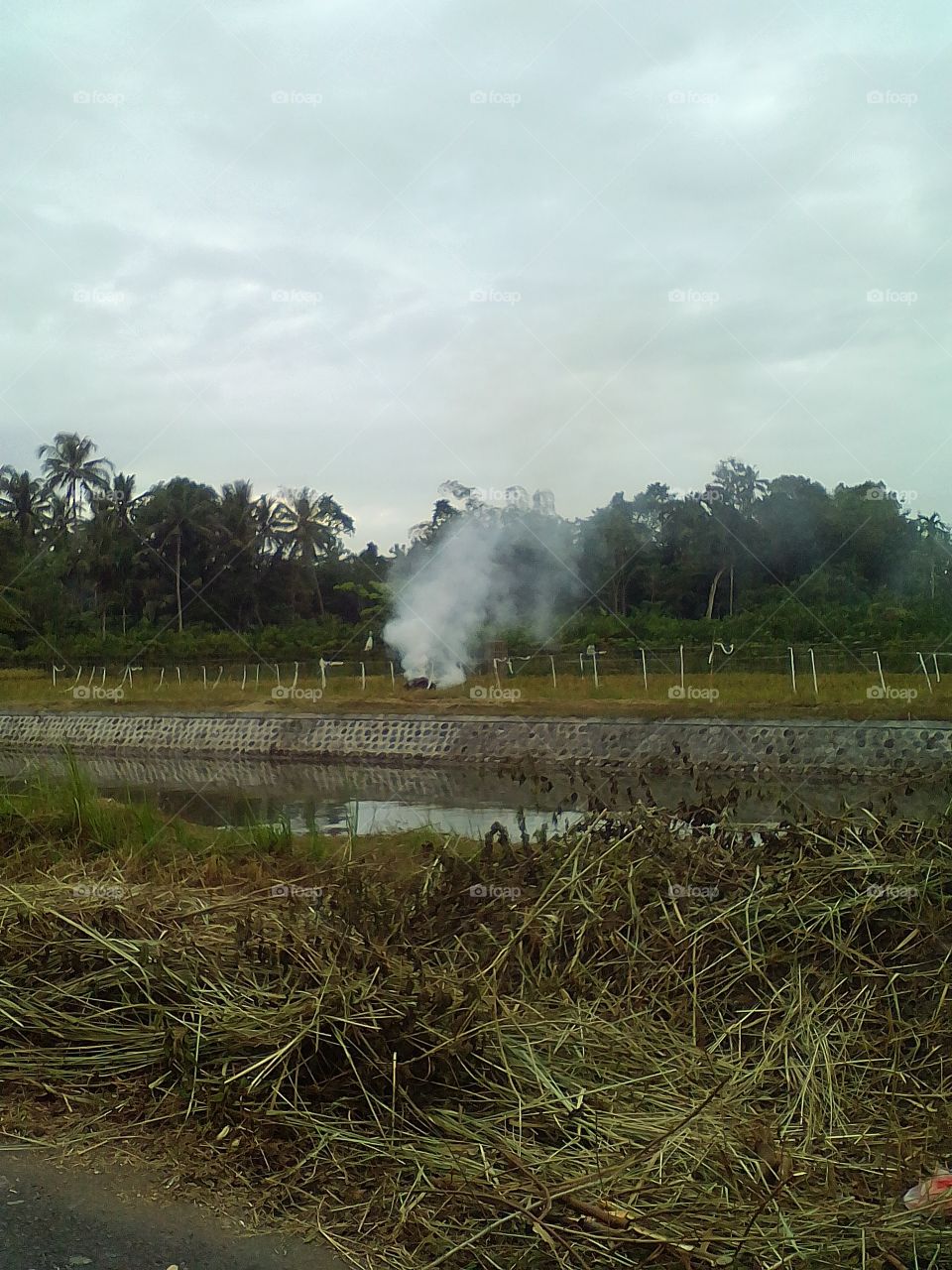 ladang