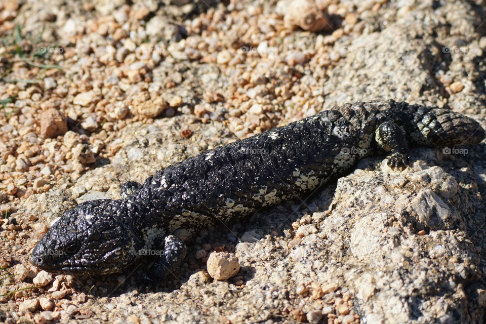 Stumpy tail lizard