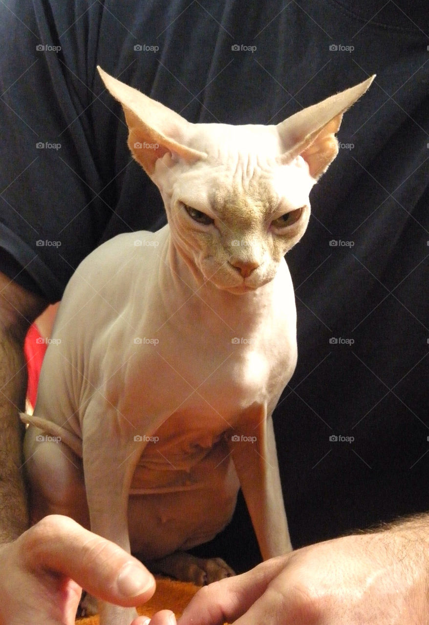 An adorable kitten in the pet contest