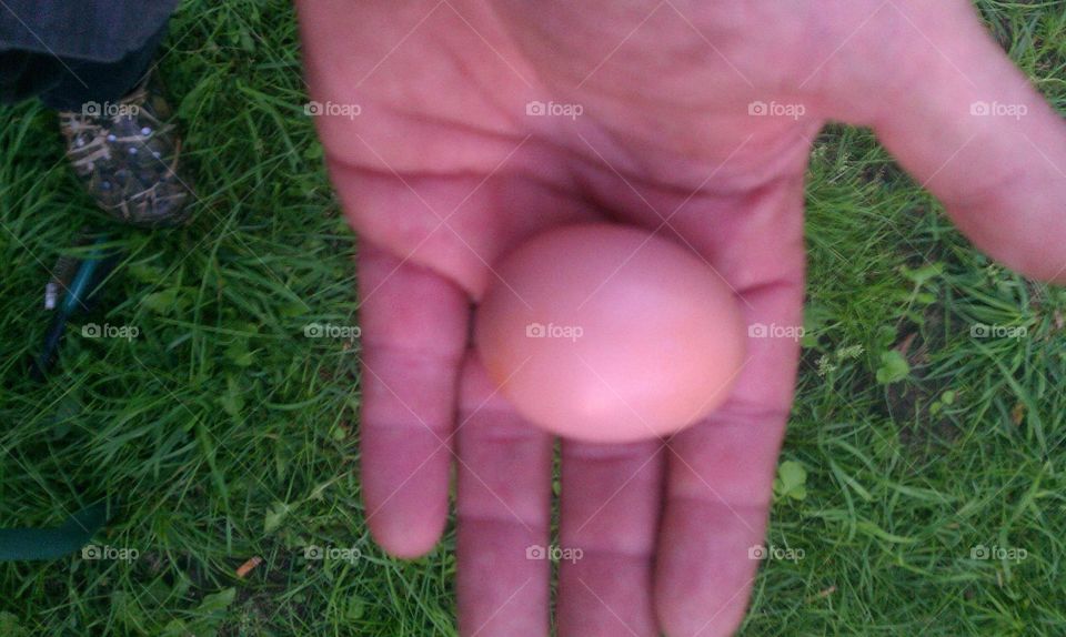 first egg