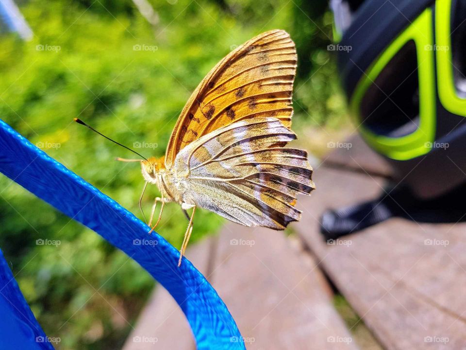 Schmetterling auf einem Seil