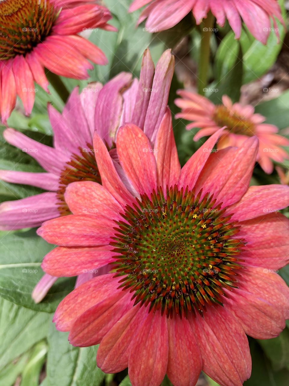 Closeup of blooming colorful coneflower 