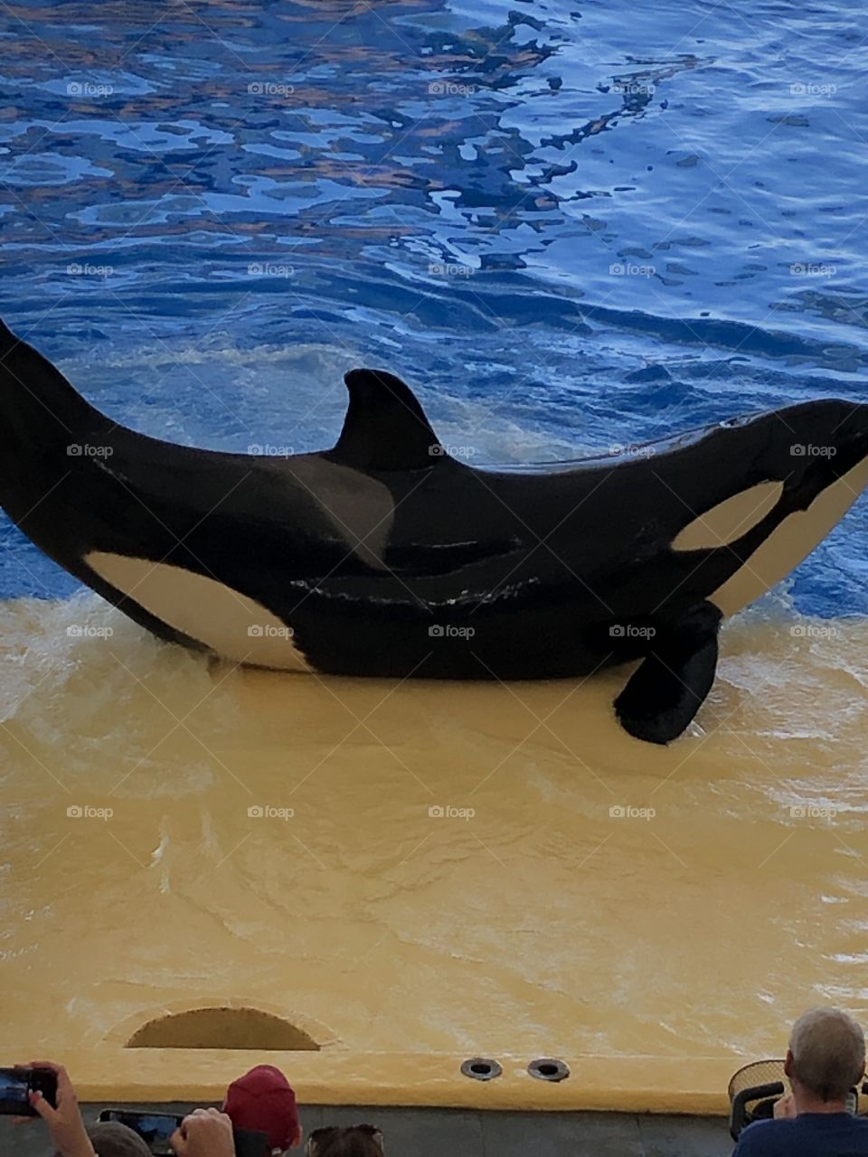 orca whale
