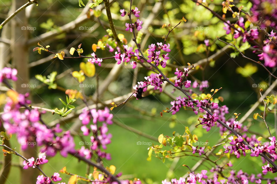 Pink cercis canadensis in spring