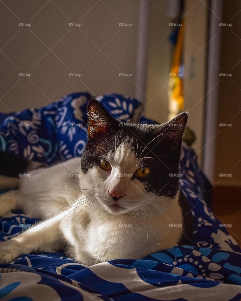 I’m a cat. Worship me 😂