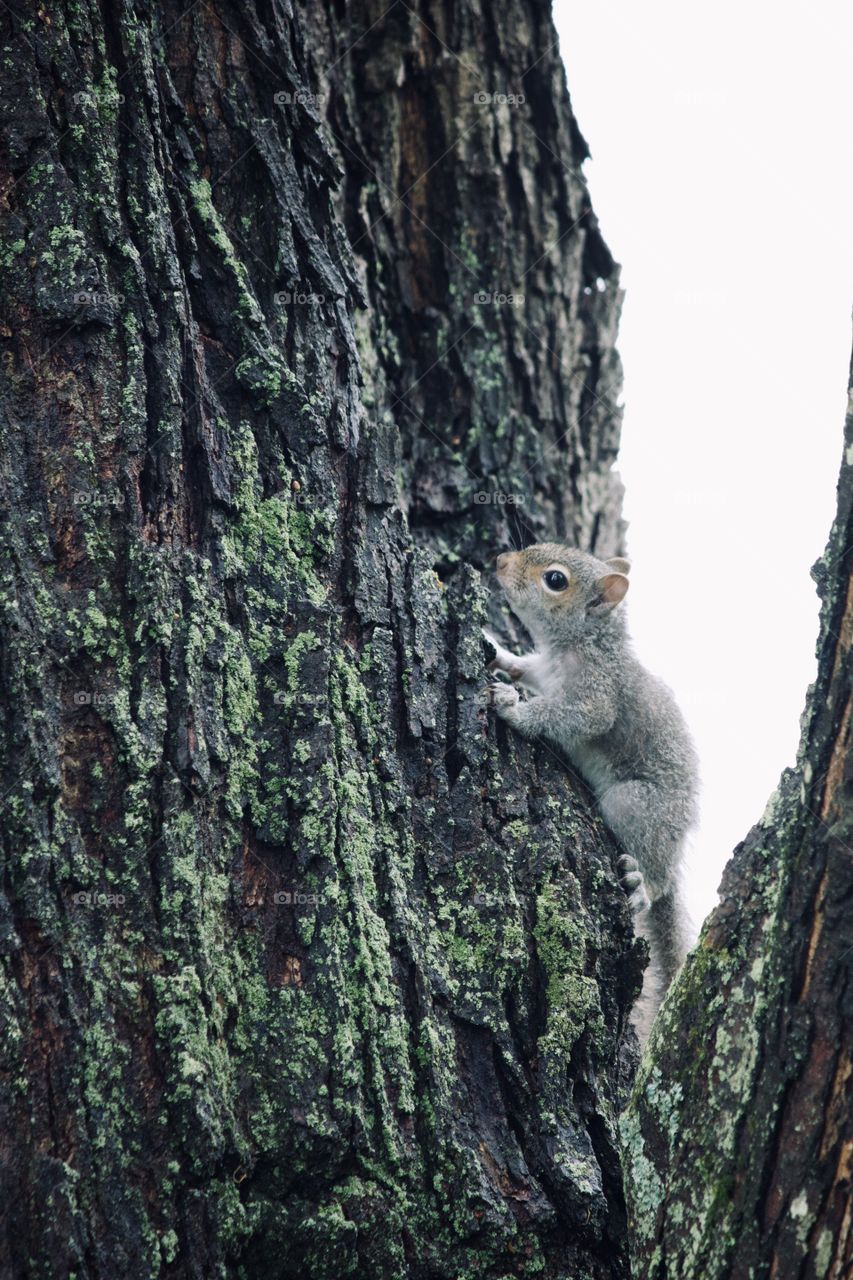 Baby squirrel finally made his appearance 