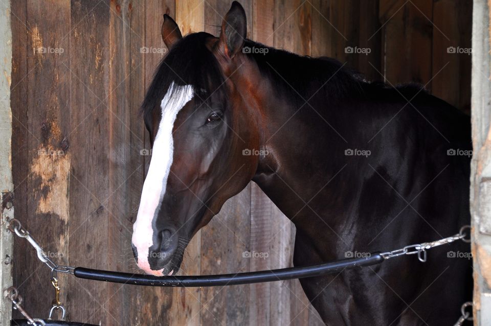 Lake Effect at Saratoga. This stunning colt with a large white blaze is happy in his stall at Horse Haven in Saratoga. 
Zazzle.com/Fleetphoto