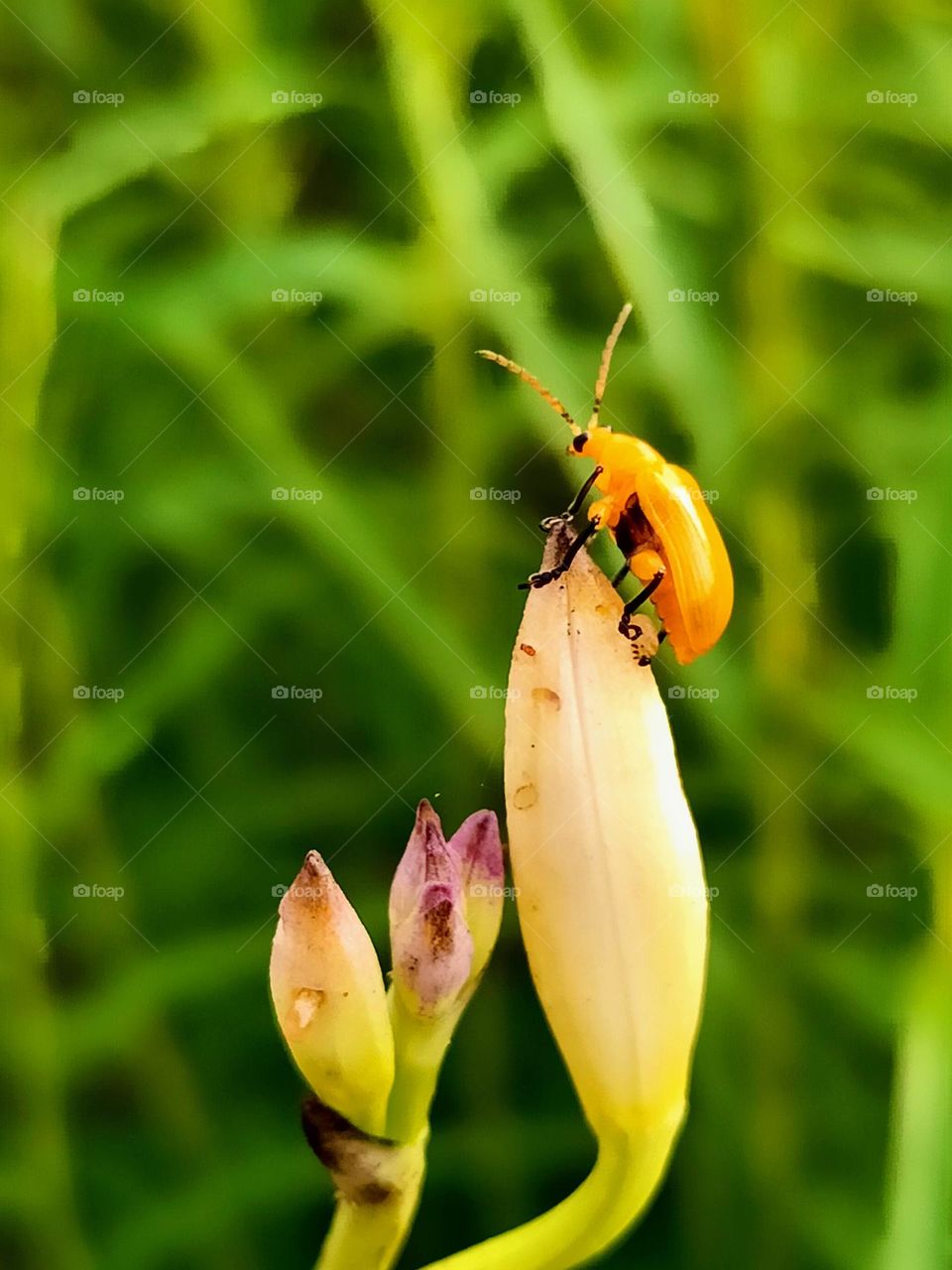 A yellow orchid beetle on the  bird orchid flower bud.Lema pectoralis.