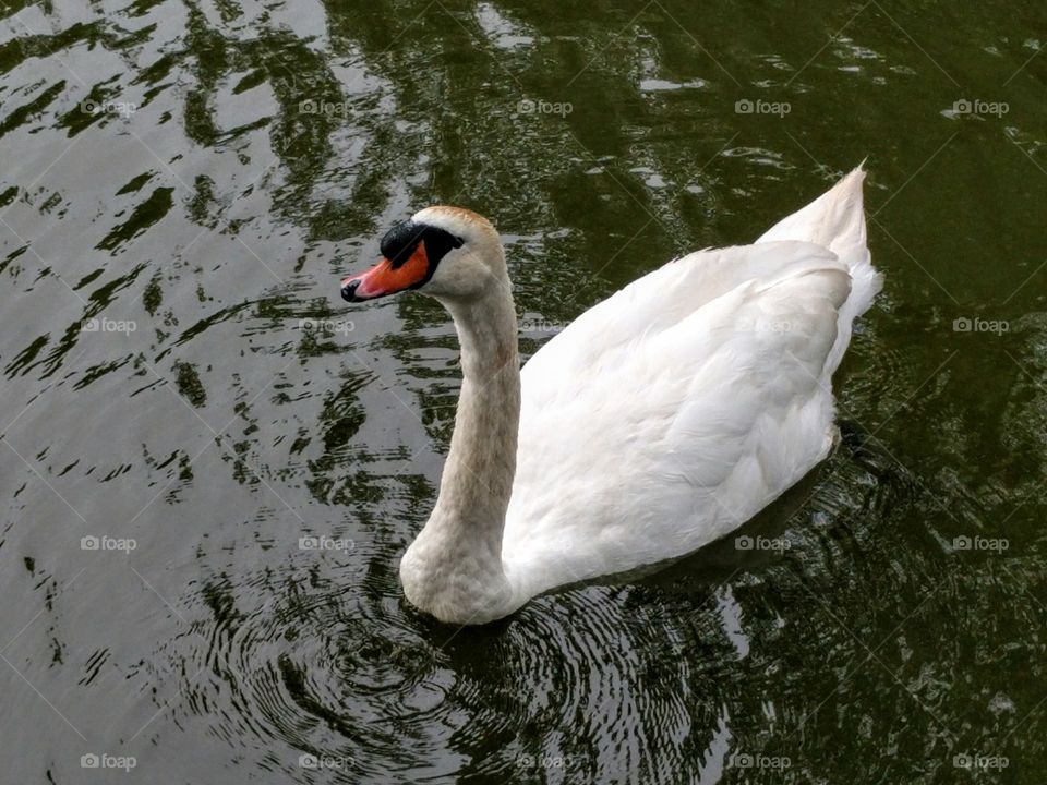 Swan