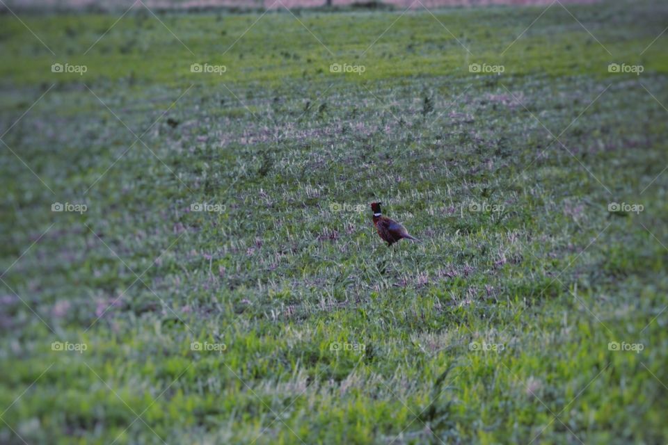 Pheasant