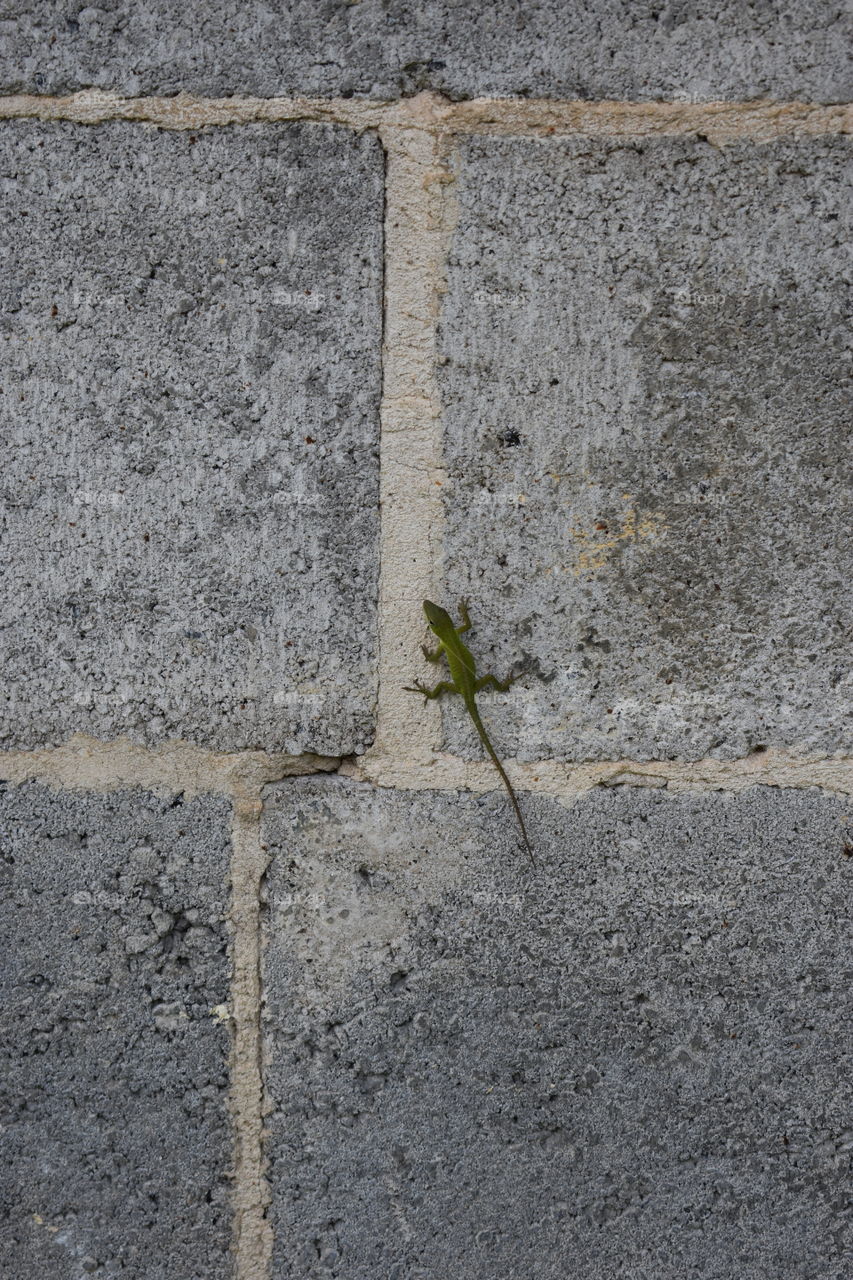Green lizard on a concrete wall