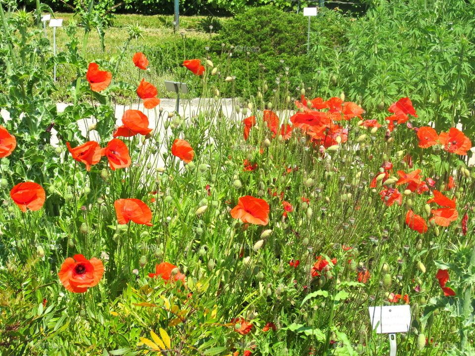 Poppies