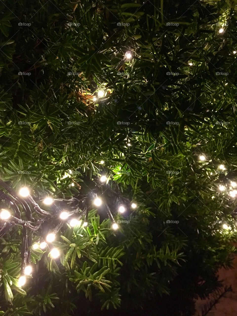 Christmas lights 