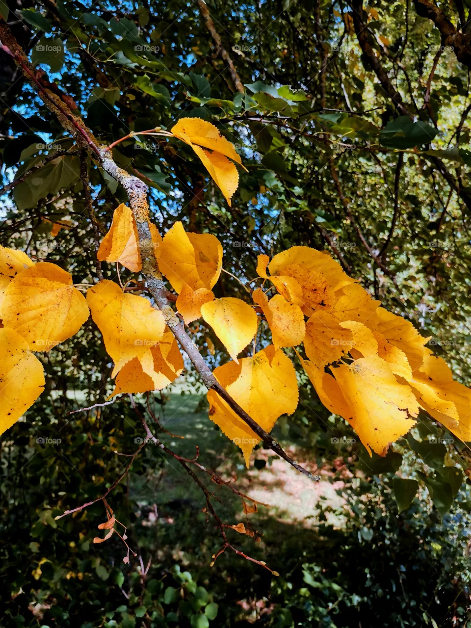 fall