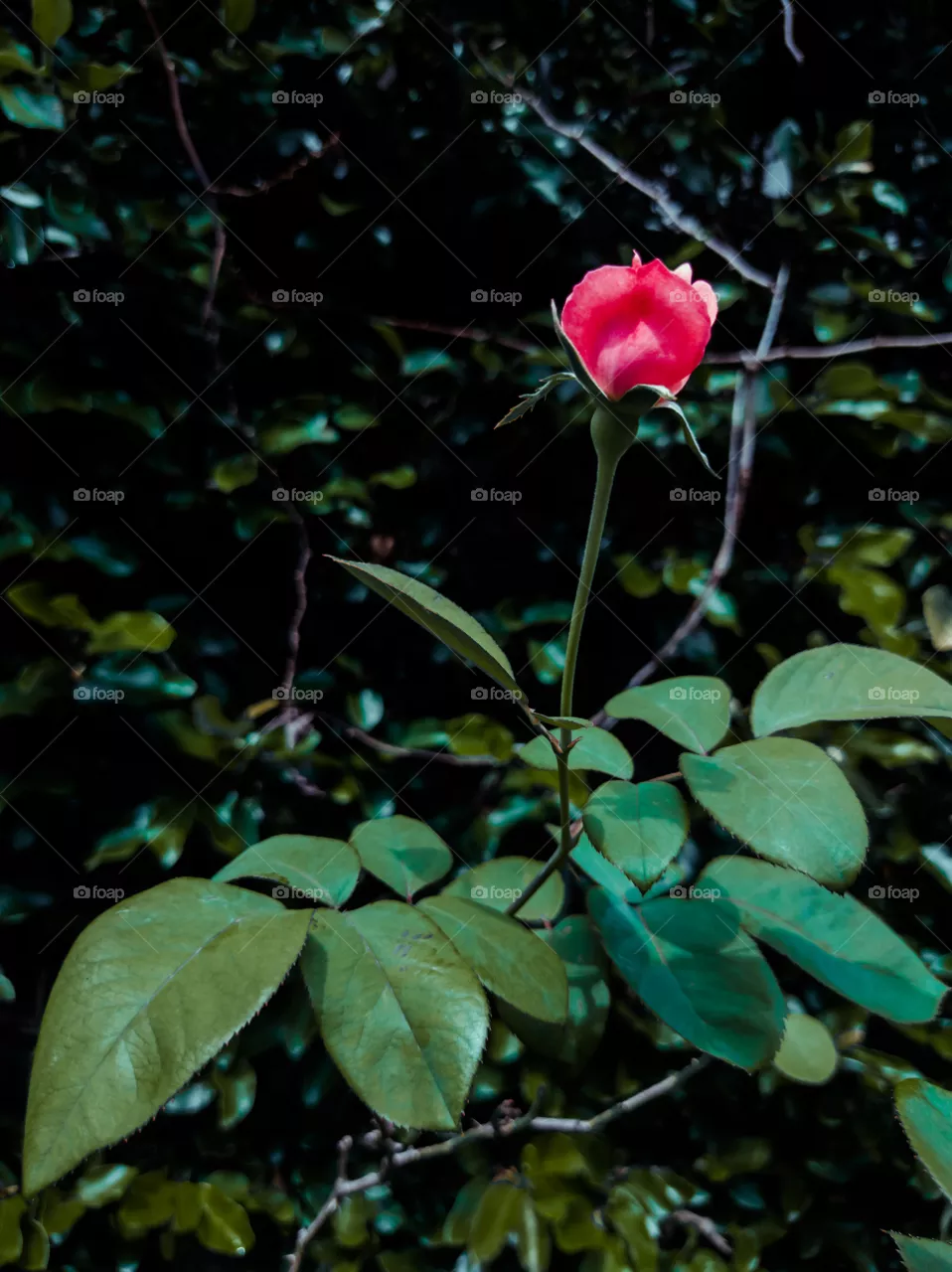 Twilight Flower