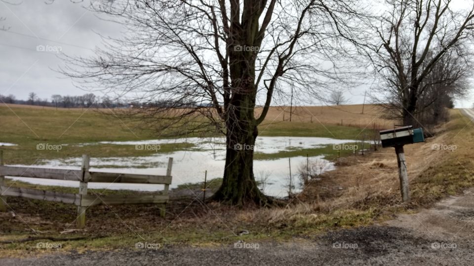 Tree In Early Spring