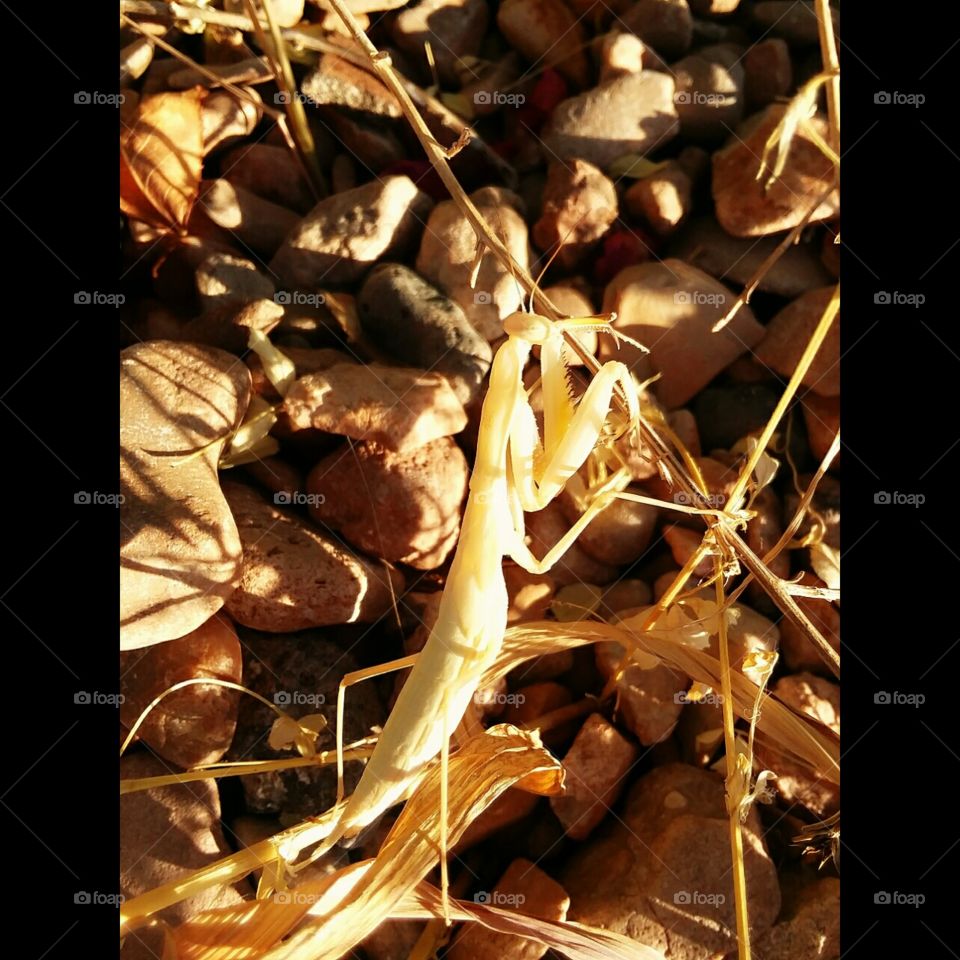 praying mantis