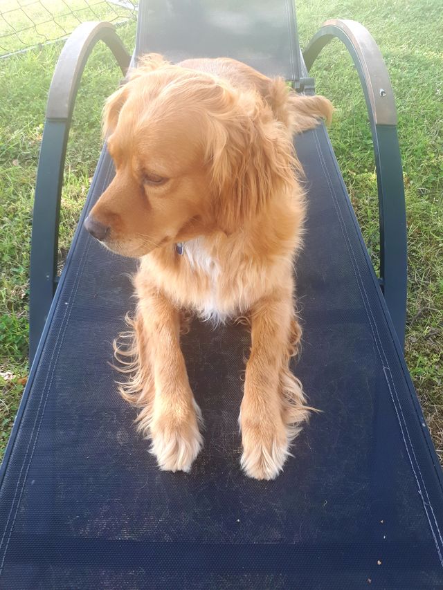 dog