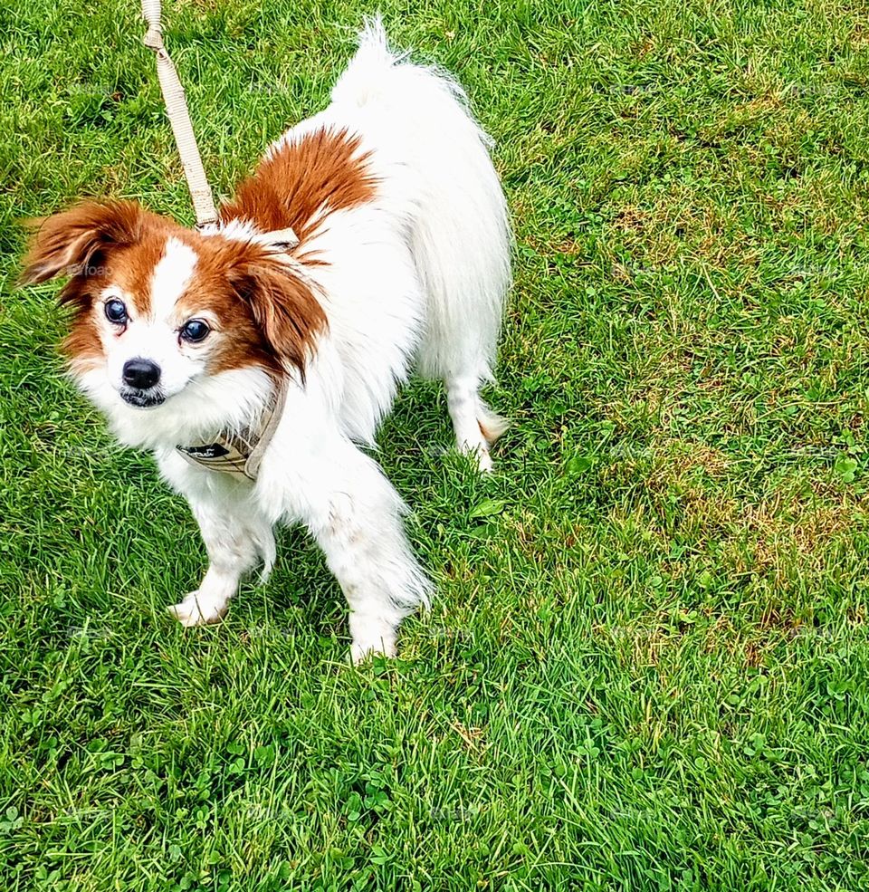 Brown and White Dog