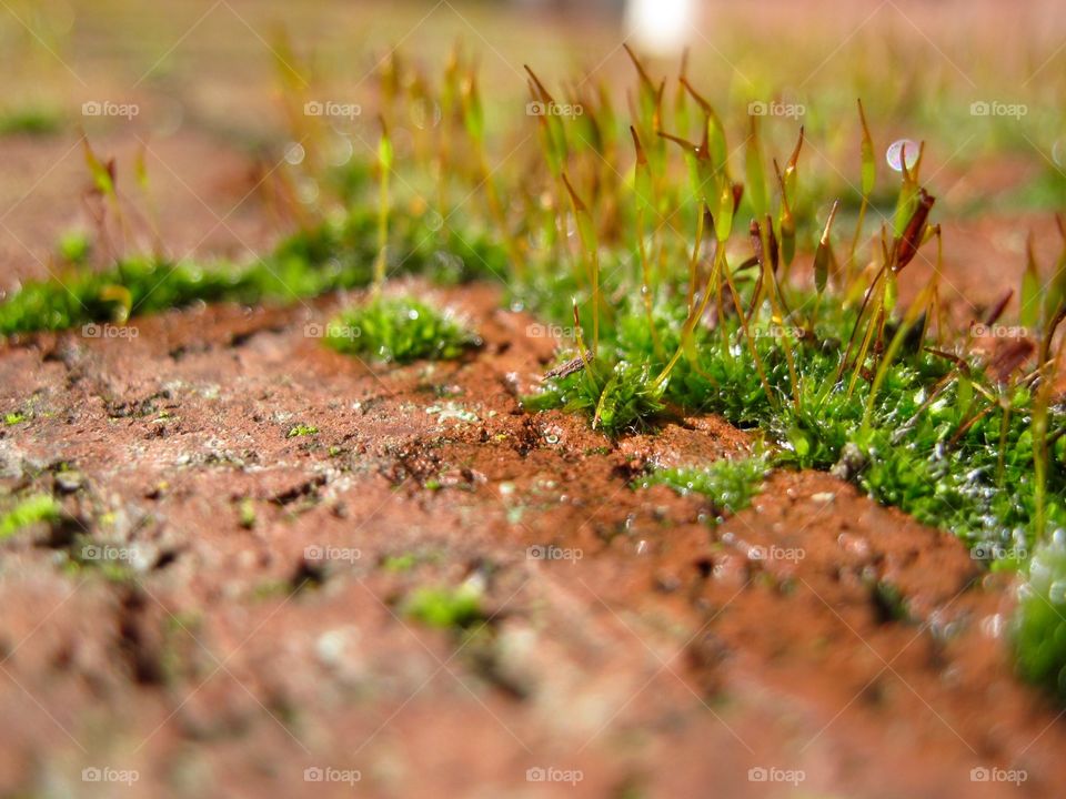 Moss on bricks
