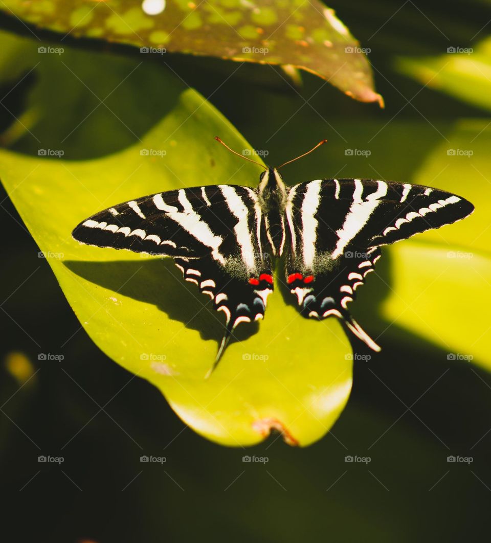 Zebra butterfly 