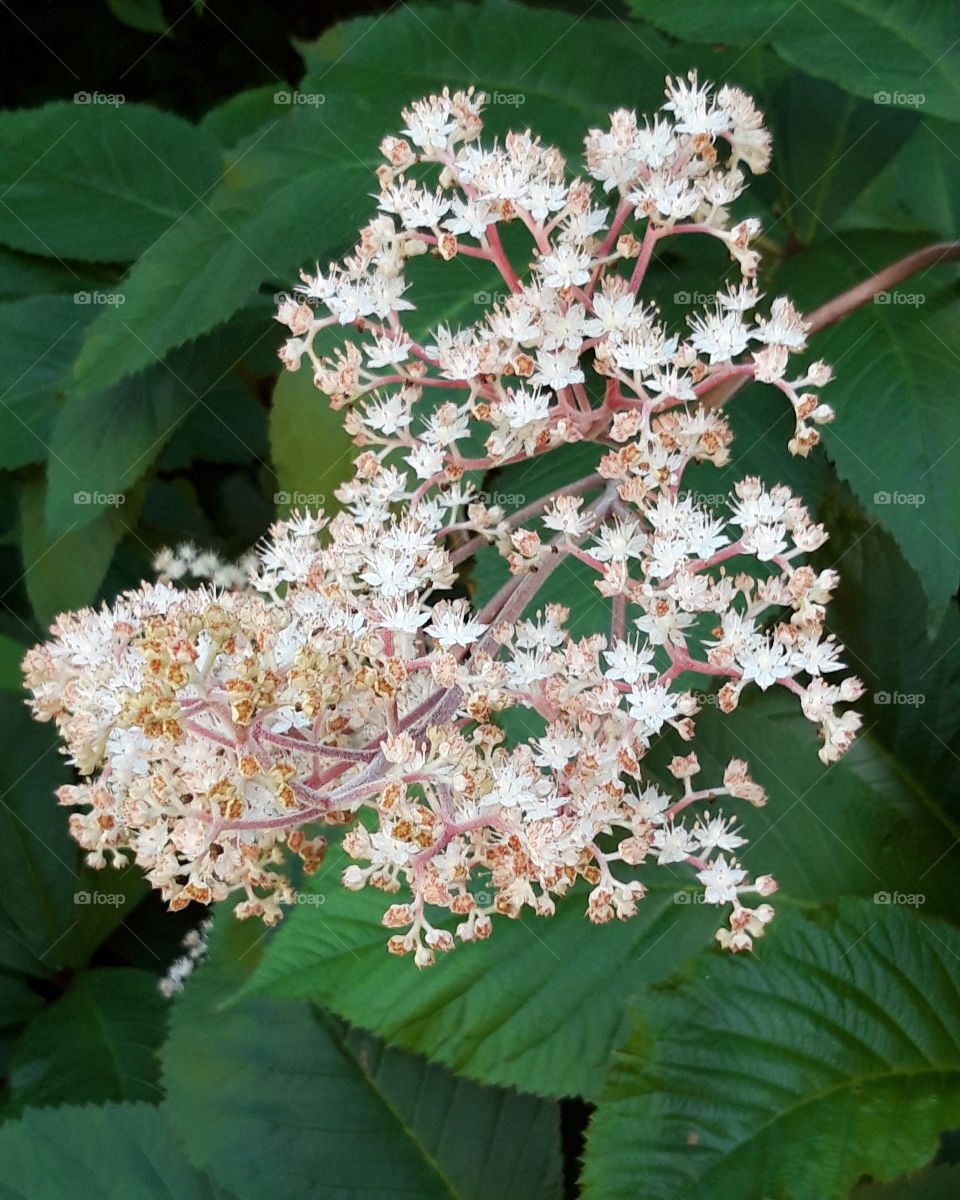 beautiful flowers in Vancouver island