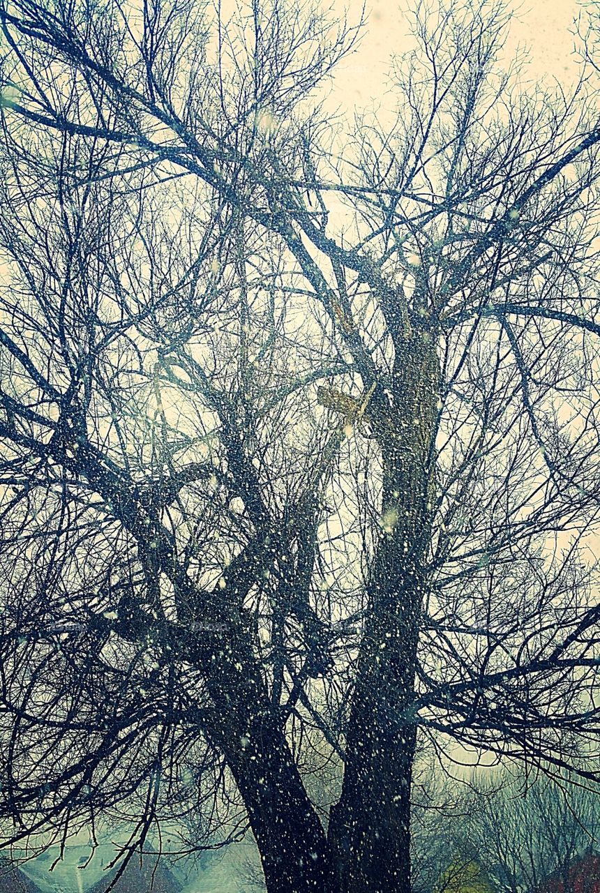 Snow falling on bare tree