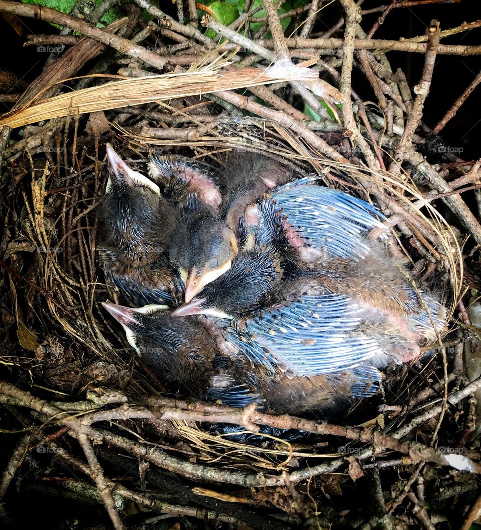 baby birds in a nest 