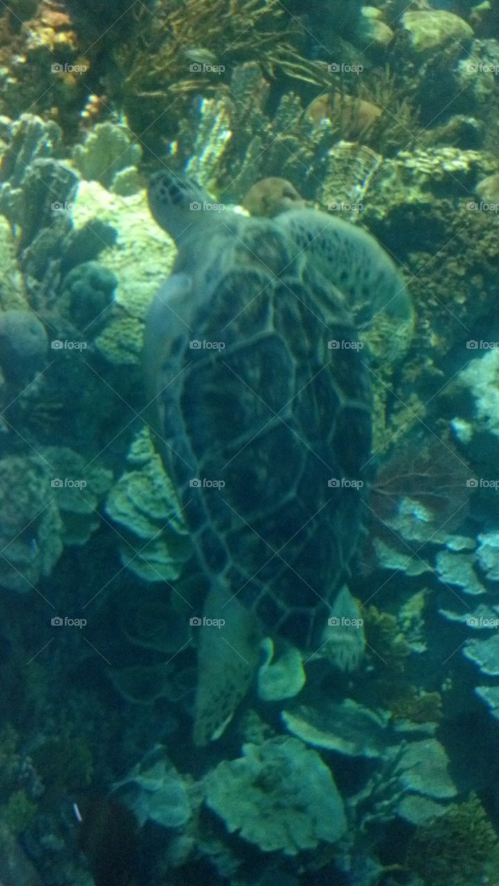 sea turtle . Baltimore aquarium 