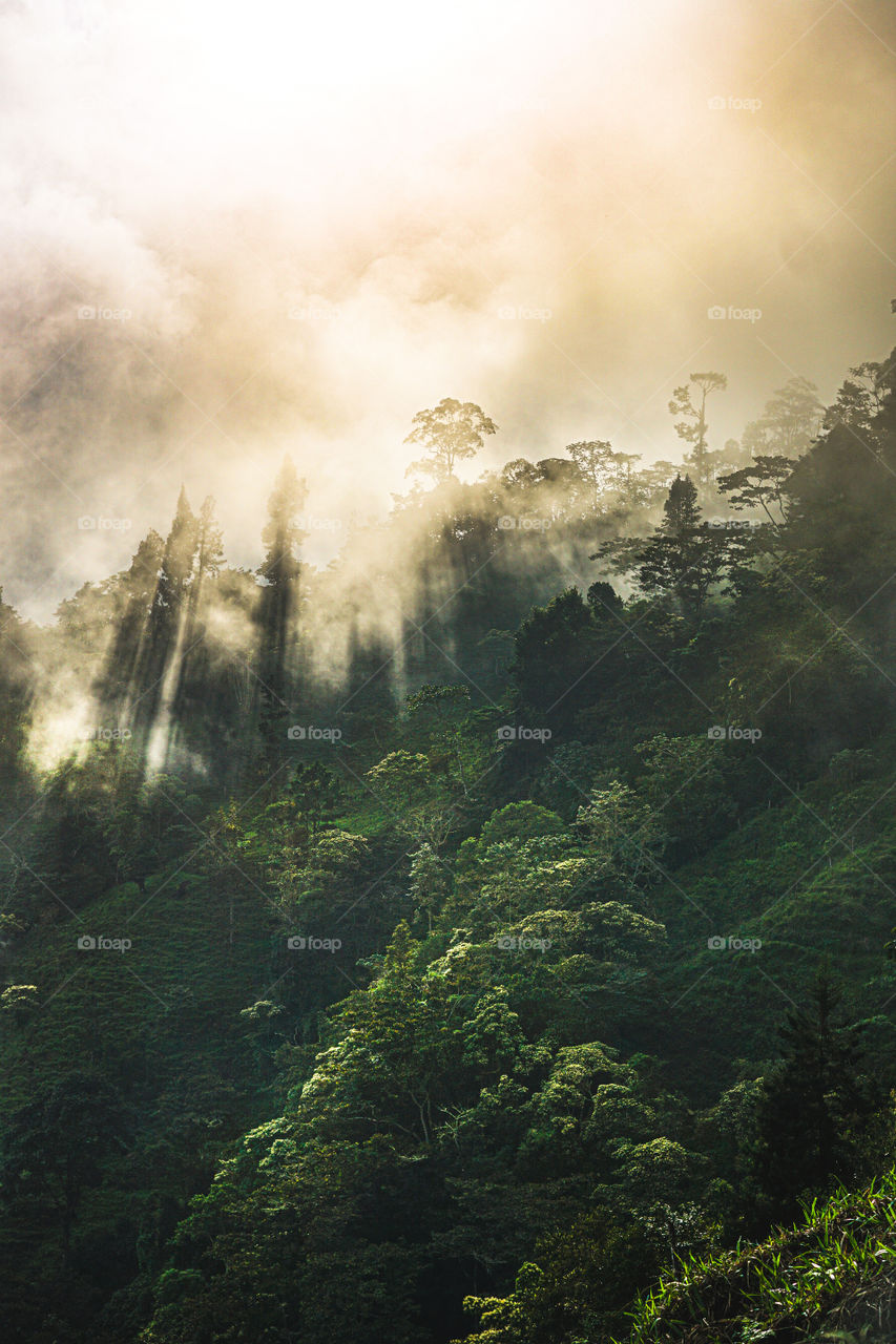 Beautiful effect of sun rays in the middle of the forest. Clouds, and light rays of a sunset within the mountain