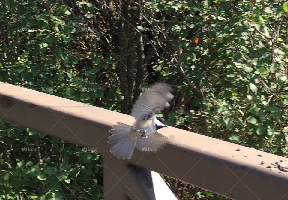 Tree, Wood, Nature, Bird, Outdoors