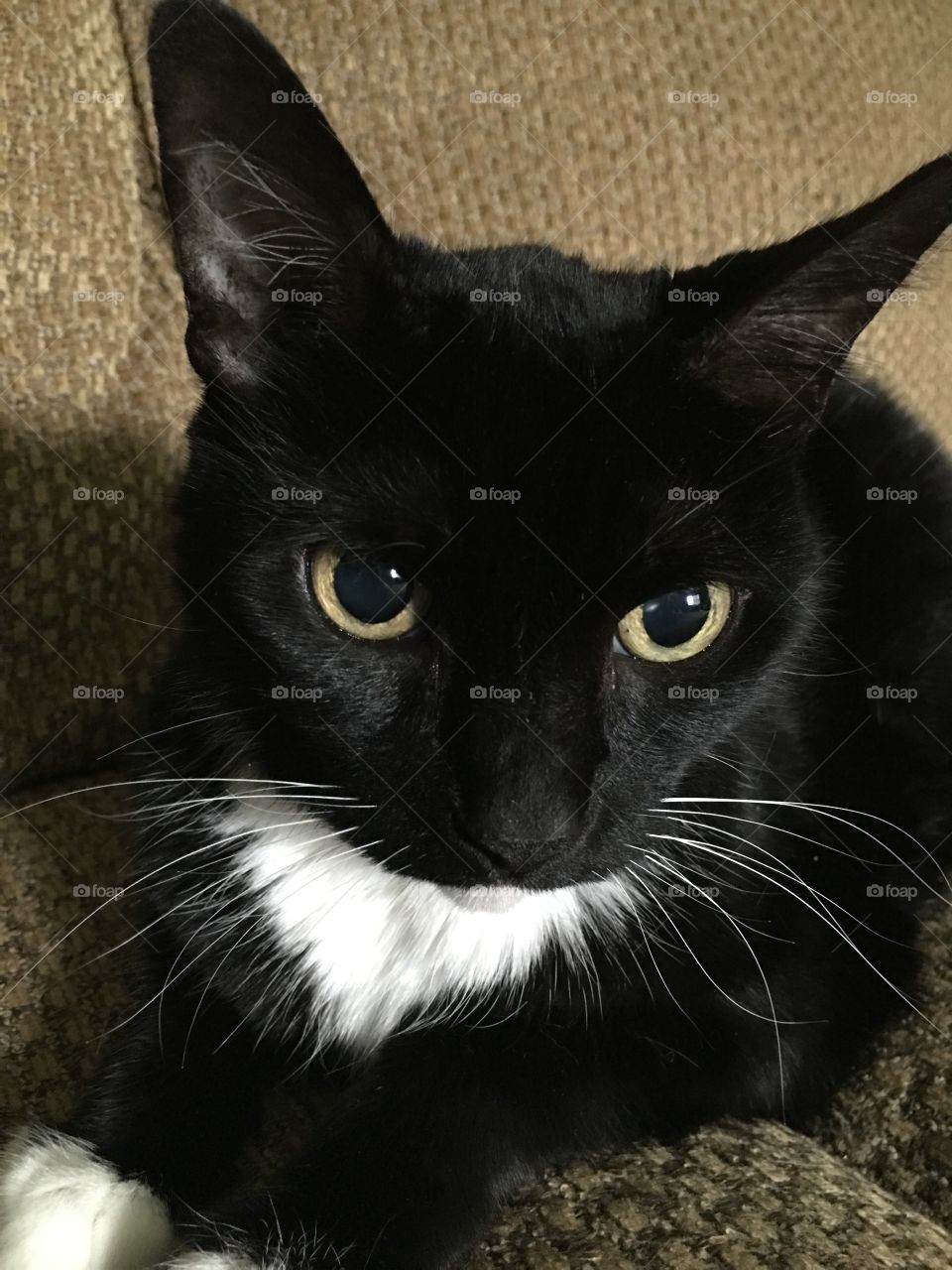 Cat, Mammal, Pet, Portrait, Cute