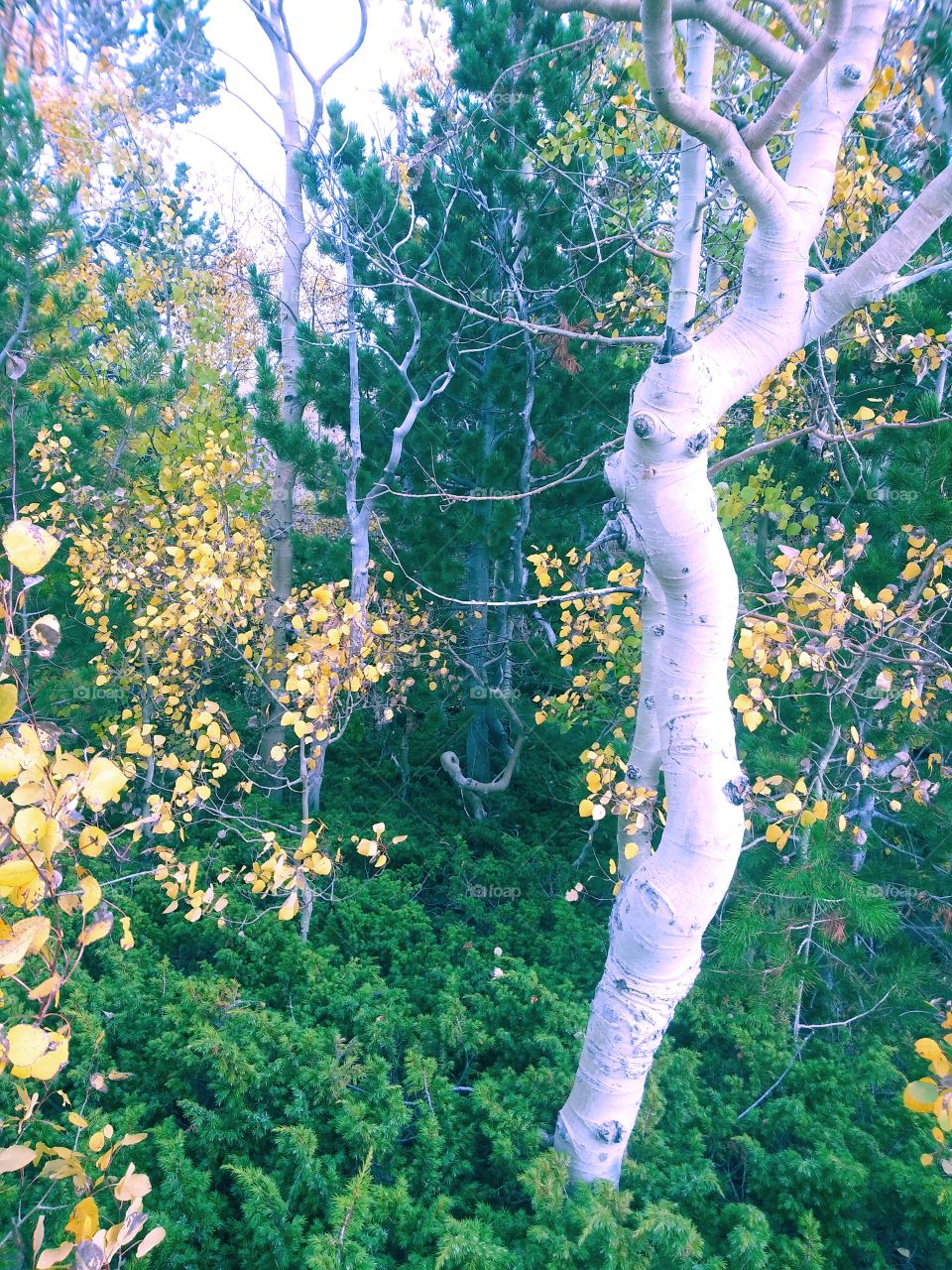 treeman's face (sideview)