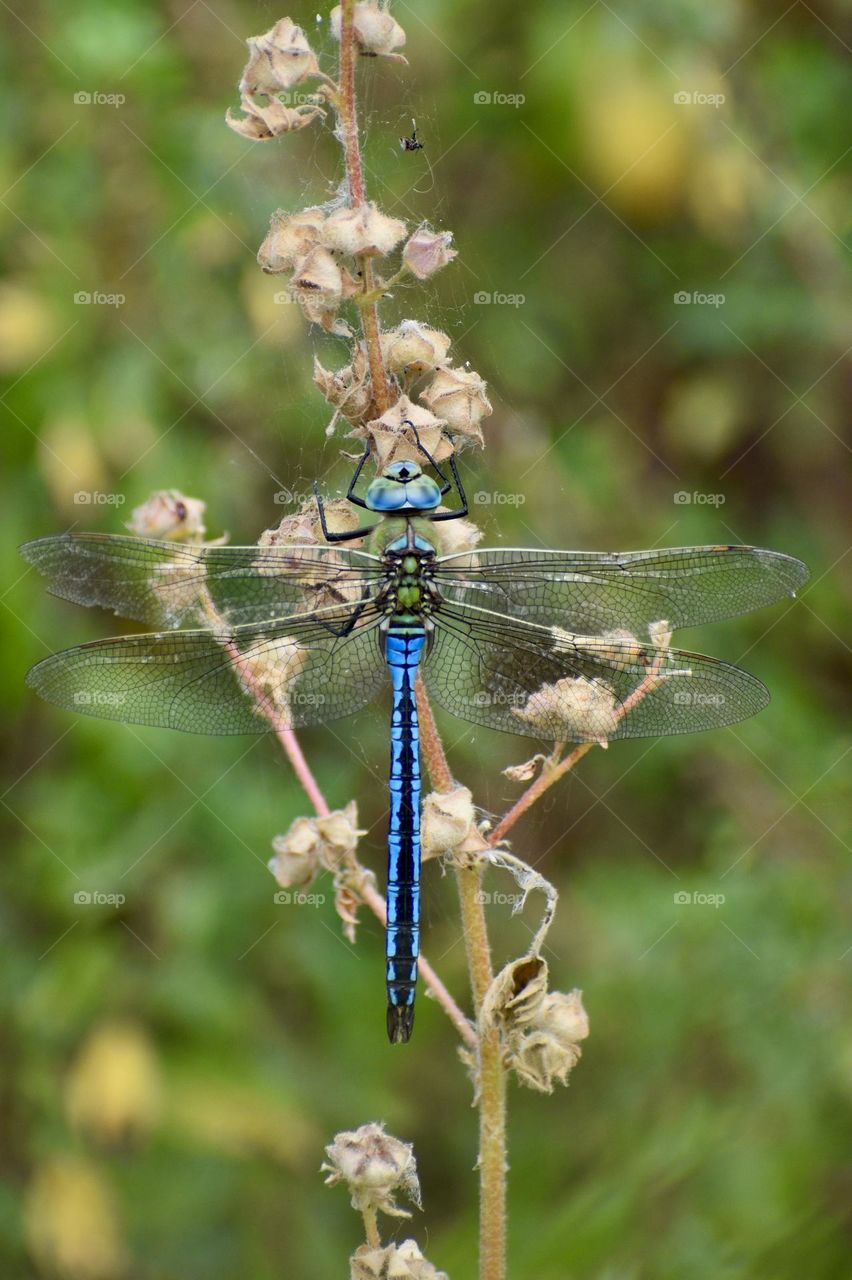 Dragonfly sitting on plant